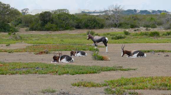 Image of Blesbok