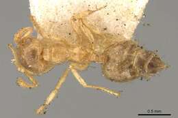 Слика од Crematogaster laevis Mayr 1878