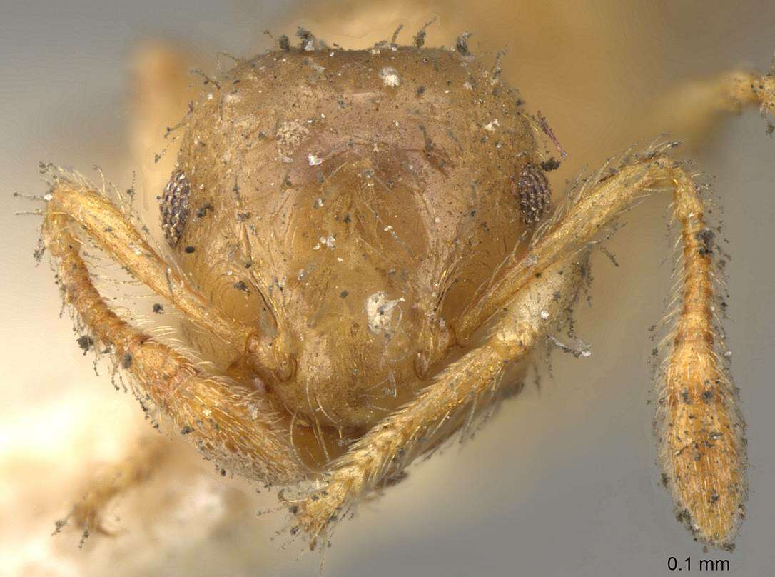 Слика од Crematogaster laevis Mayr 1878