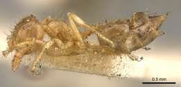 Слика од Crematogaster laevis Mayr 1878