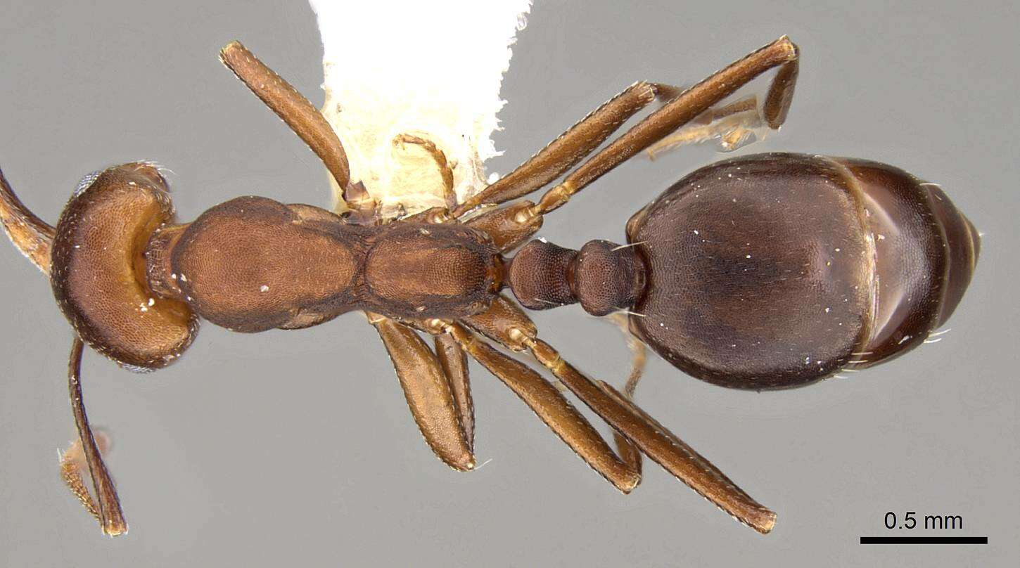 Image of Monomorium afrum Andre 1884