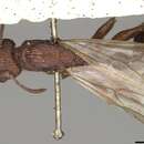 Imagem de Paratopula longispina (Stitz 1938)