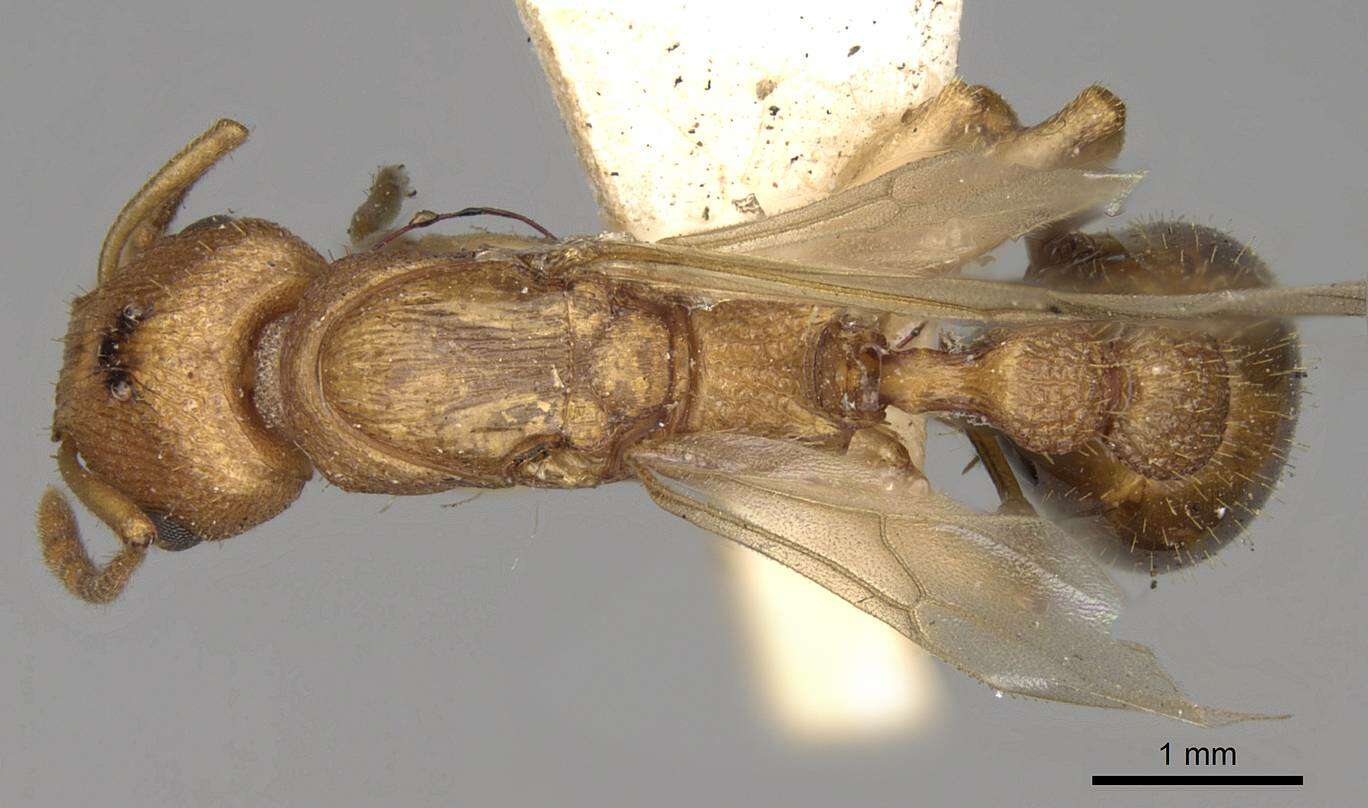 Image of Paratopula ceylonica (Emery 1901)