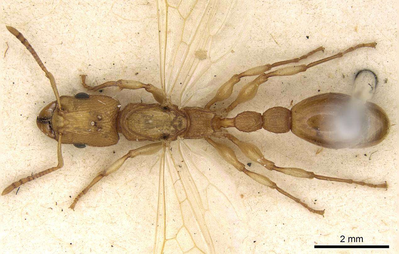 Image of Paratopula oculata (Smith 1857)