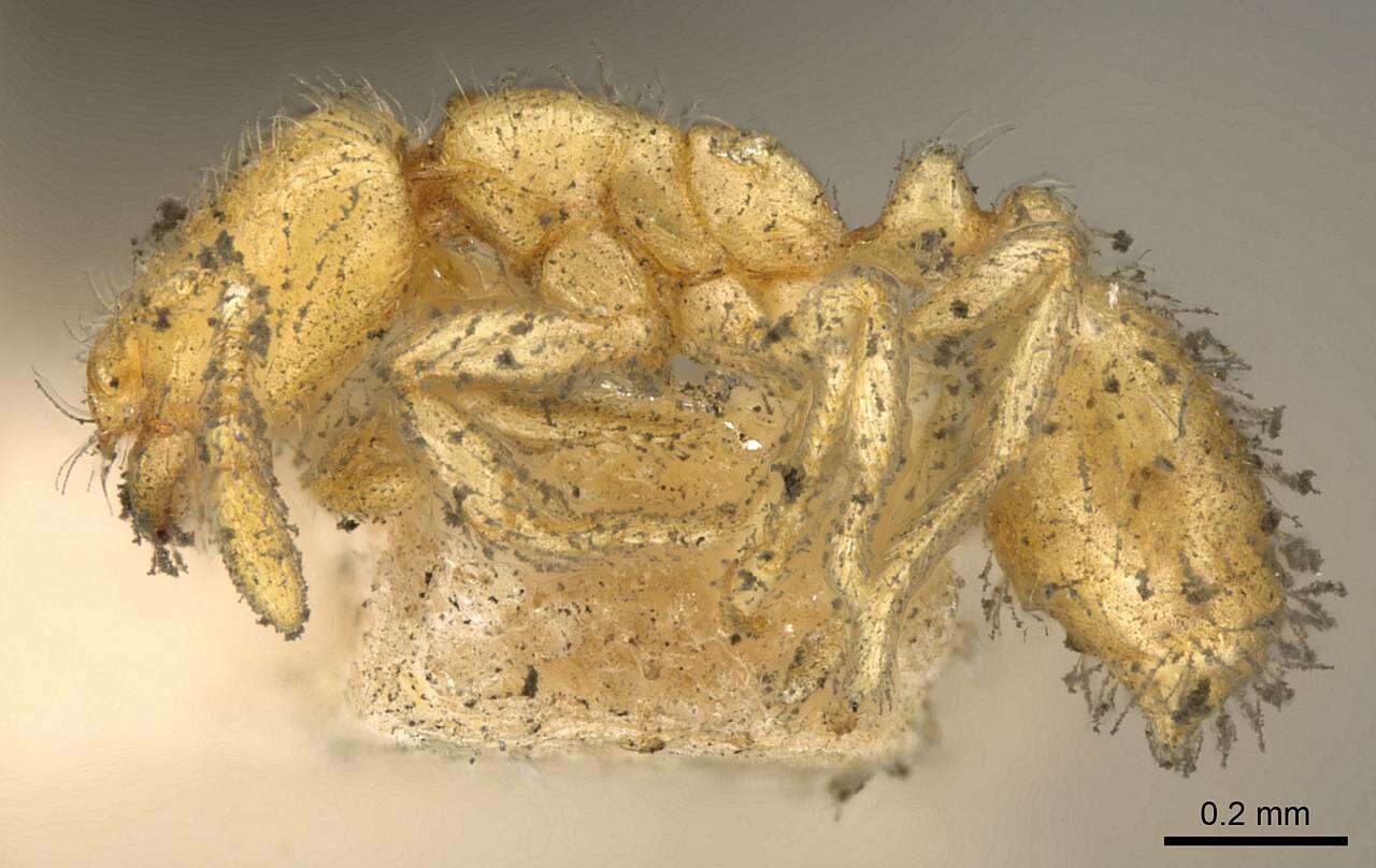 Image of Solenopsis latro Forel 1894