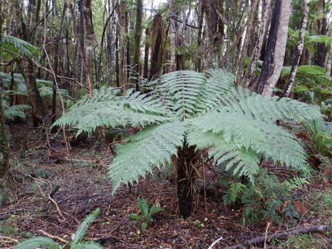 Image of Tree Fern Soft