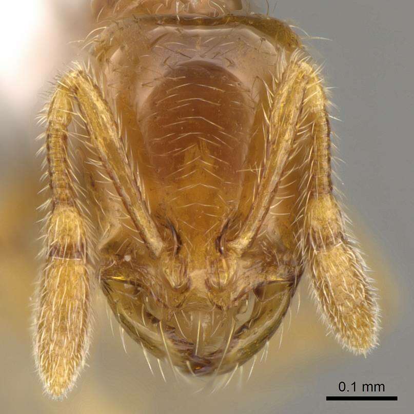 Image de Solenopsis laeviceps Mayr 1870