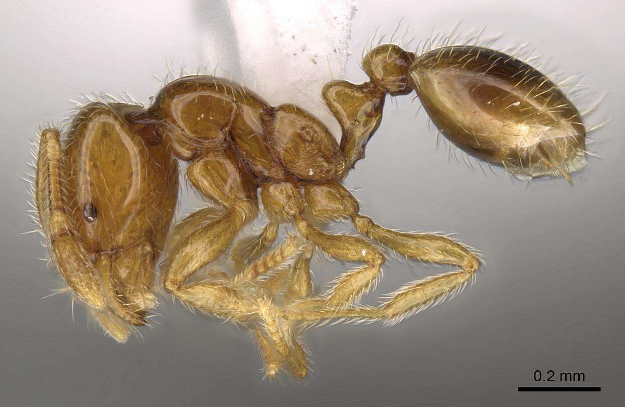 Image of Solenopsis laeviceps Mayr 1870