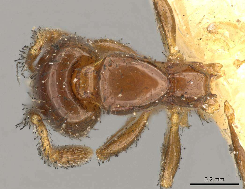 Image of Solenopsis parva Mayr 1868