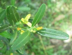 Image of Spurge Olive