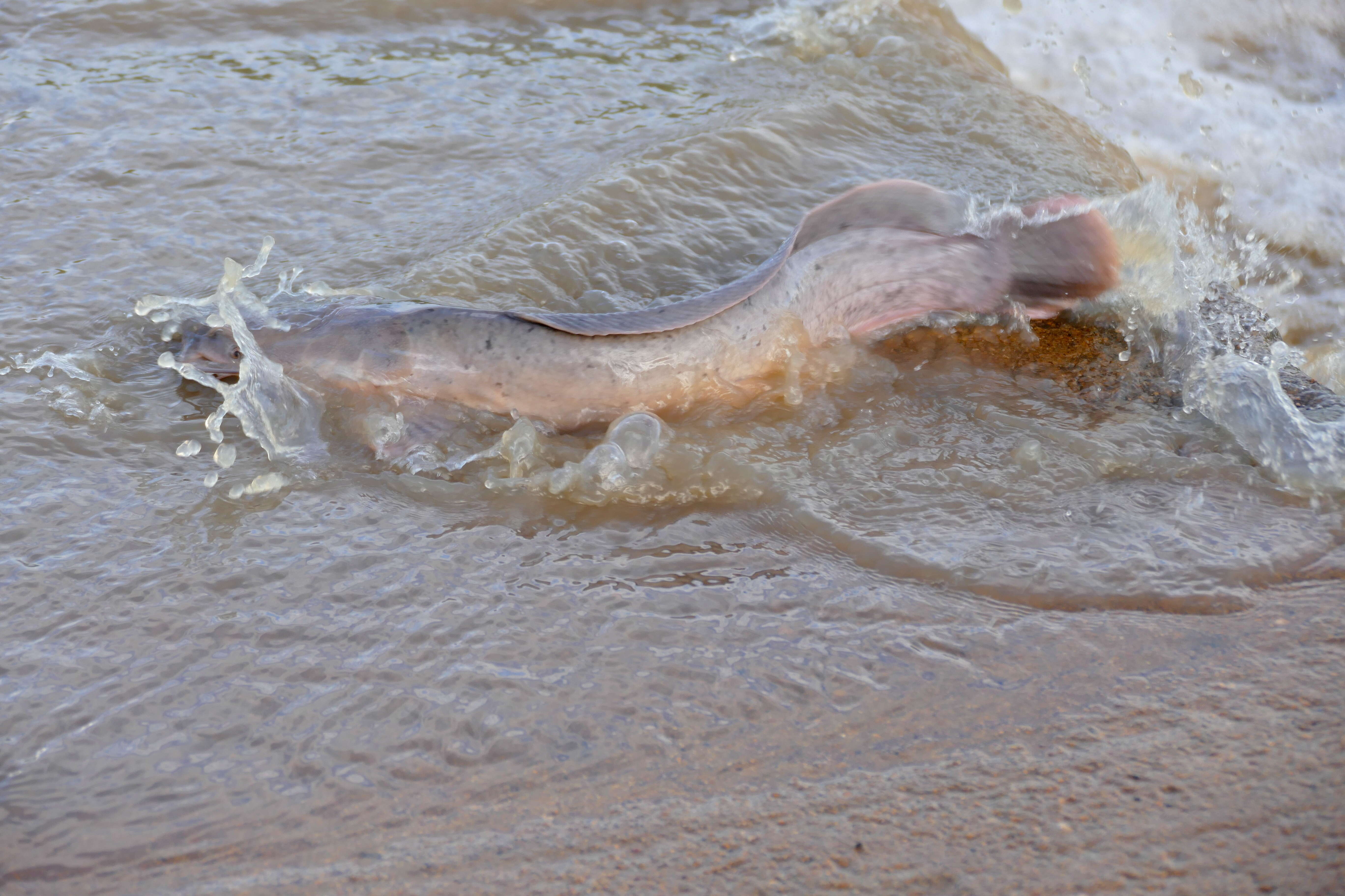 Image of African Catfish