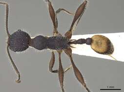 Image of Temnothorax mortoni