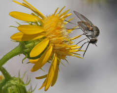 Image of scrubland goldenaster