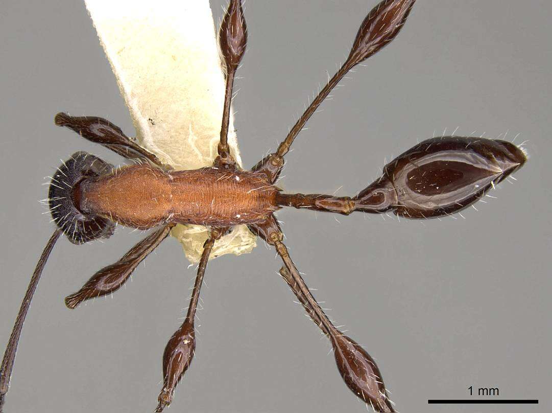 Image of Temnothorax bermudezi