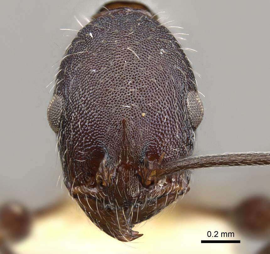 Image of Temnothorax bermudezi