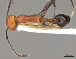 Image of Temnothorax myersi