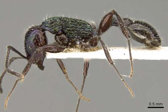 Image of Temnothorax barroi