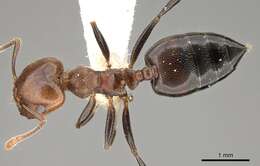 Image of Crematogaster gabonensis Emery 1899