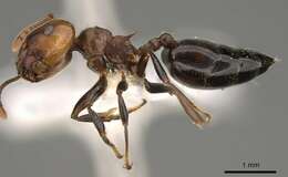 Image of Crematogaster gabonensis Emery 1899