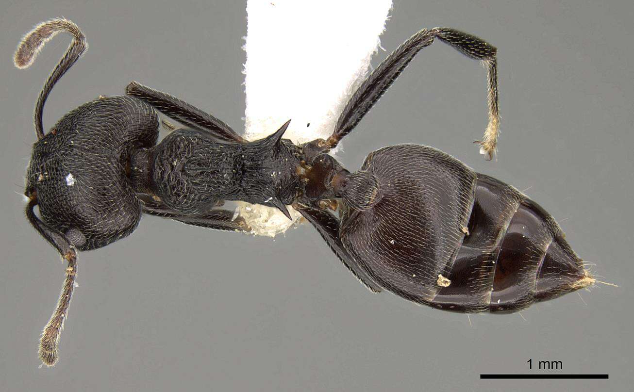 Image of Crematogaster rugosa Andre 1895