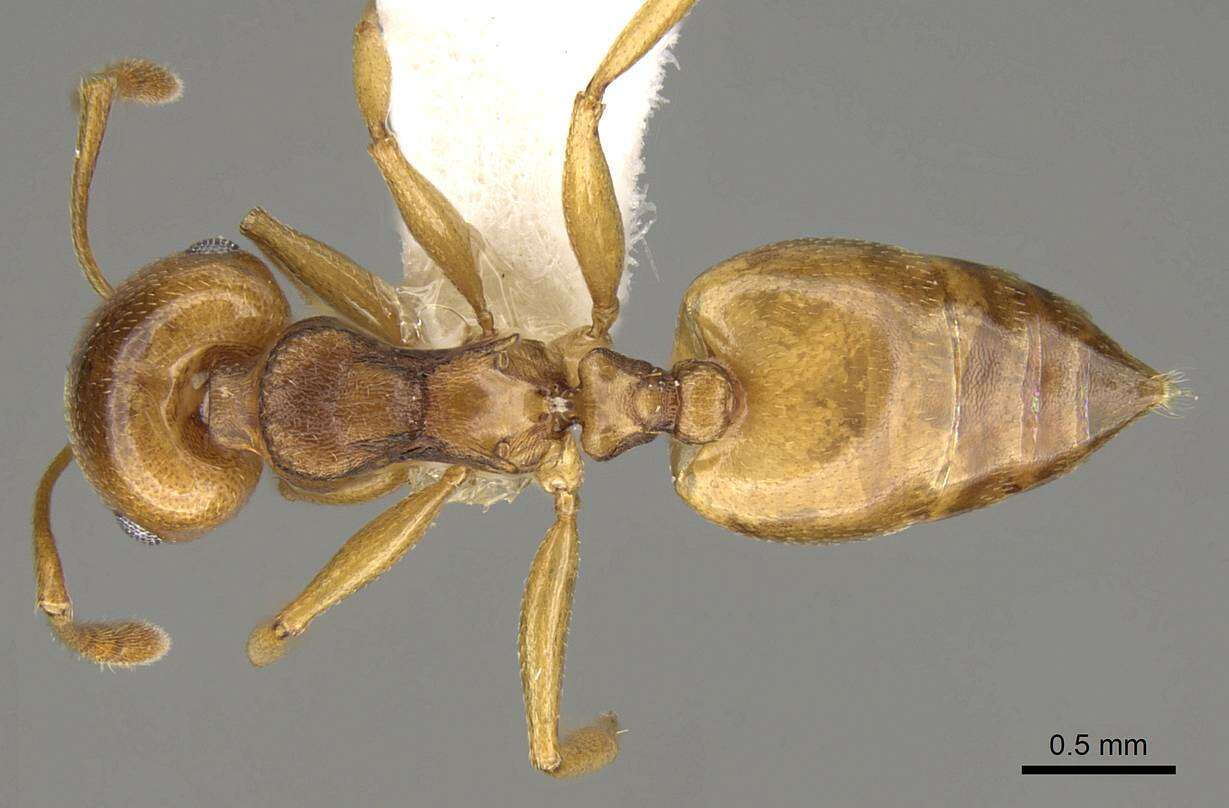 Image of Crematogaster luctans Forel 1907