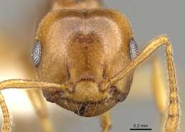 Image of Crematogaster luctans Forel 1907