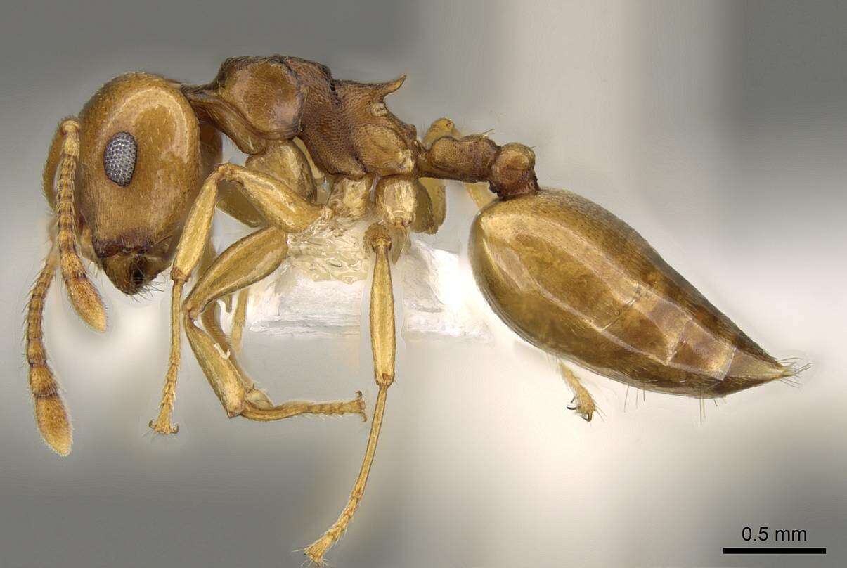 Image of Crematogaster luctans Forel 1907