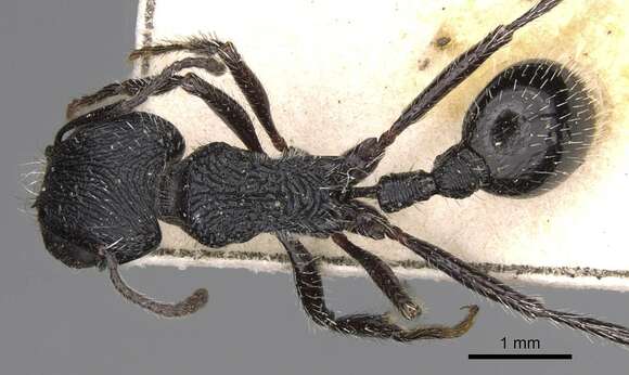 Image of Pogonomyrmex atratus Santschi 1922