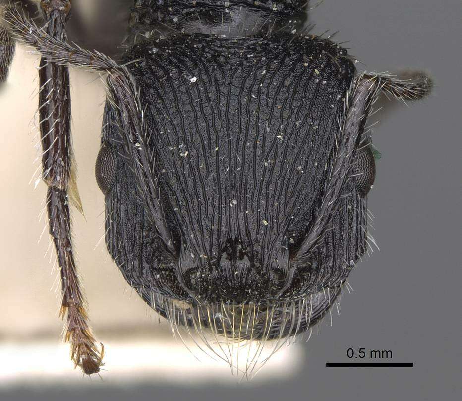 Image of Pogonomyrmex atratus Santschi 1922