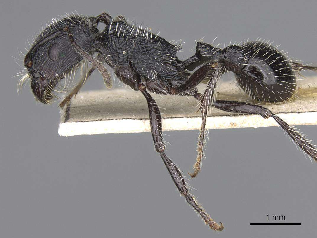 Image of Pogonomyrmex atratus Santschi 1922