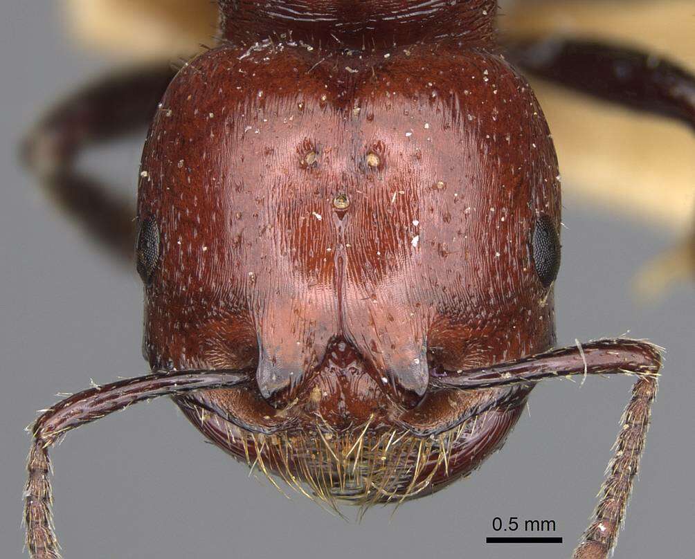 Image of Pogonomyrmex marcusi Kusnezov 1951