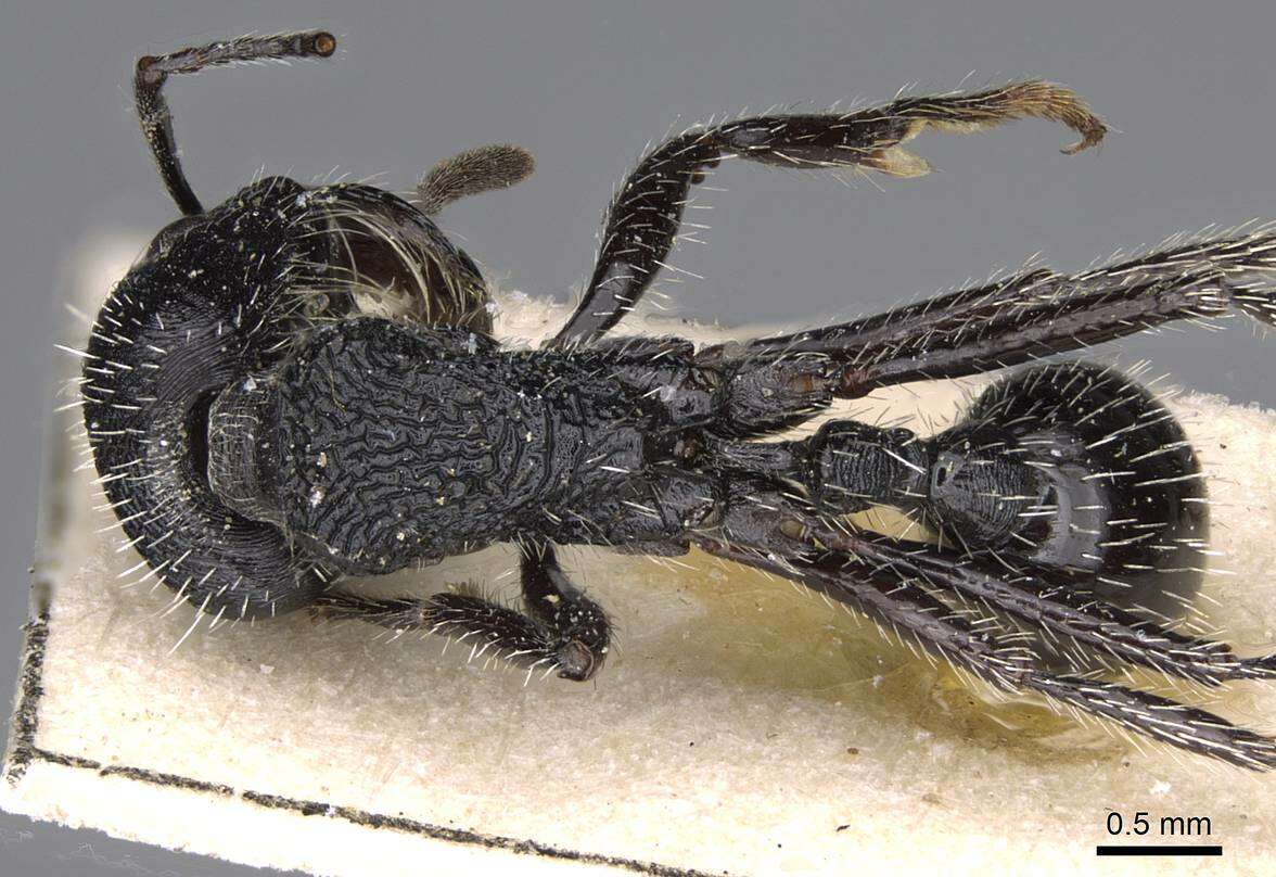 Image of Pogonomyrmex atratus Santschi 1922