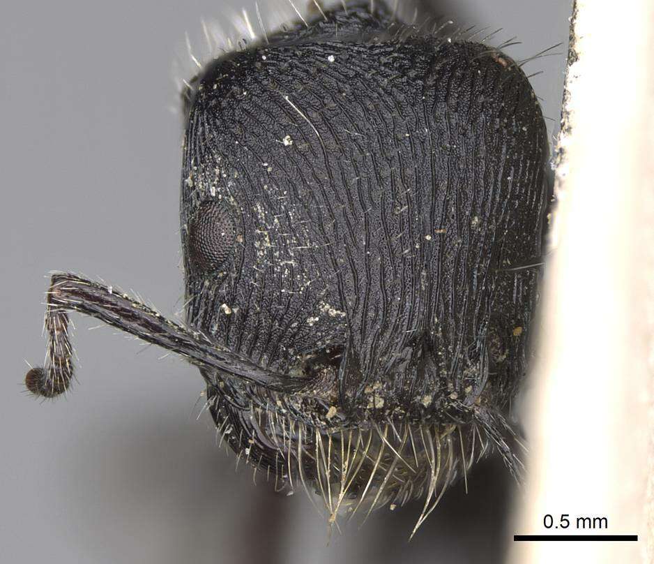 Image of Pogonomyrmex atratus Santschi 1922