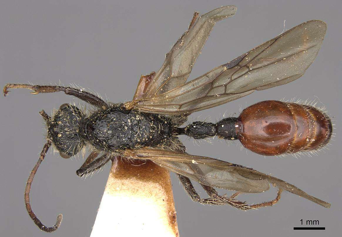 Image of Pogonomyrmex marcusi Kusnezov 1951