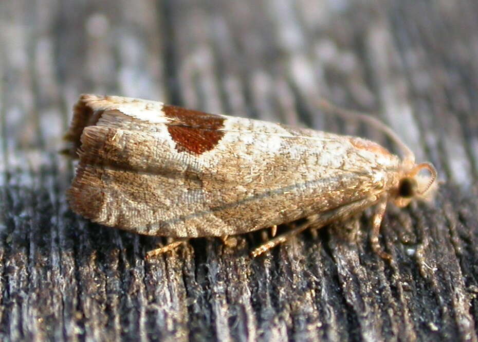 Image of Notocelia uddmanniana Linnaeus 1758