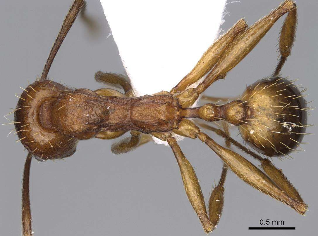 Image de Aphaenogaster syriaca Emery 1908