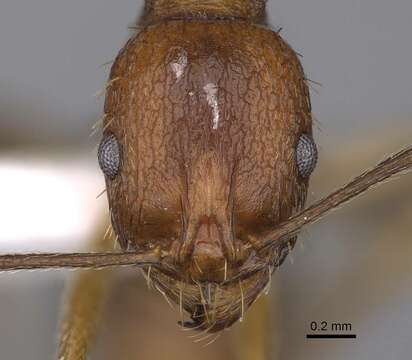 Image of Aphaenogaster syriaca Emery 1908