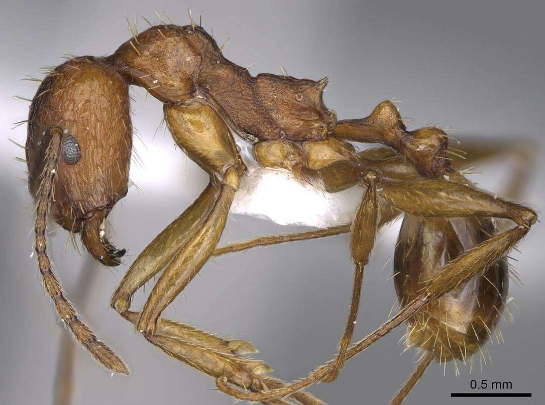 Image de Aphaenogaster syriaca Emery 1908