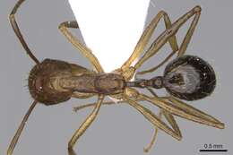 Image of Aphaenogaster splendida (Roger 1859)