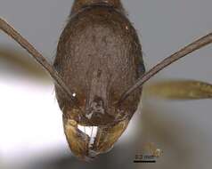 Image of Aphaenogaster splendida (Roger 1859)