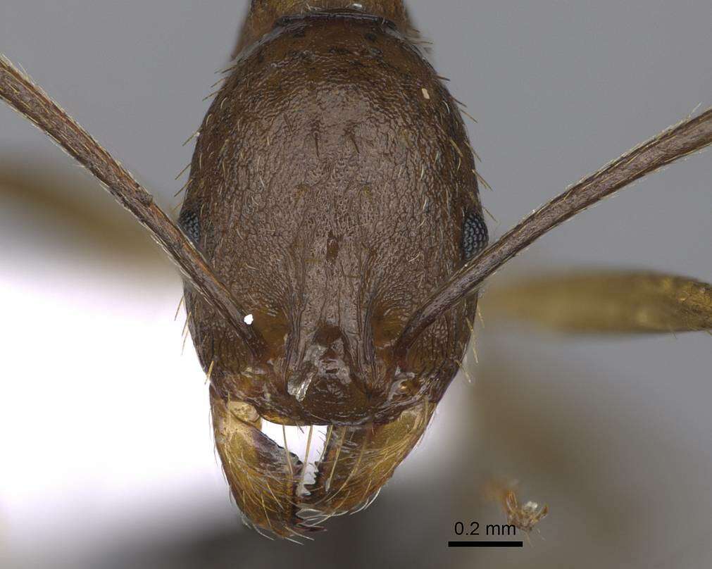 Image of Aphaenogaster splendida (Roger 1859)