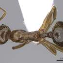 Image of Aphaenogaster finzii Mueller 1921