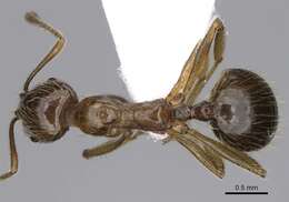 Image of Aphaenogaster finzii Mueller 1921