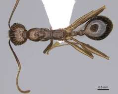 Image of Aphaenogaster ovaticeps (Emery 1898)