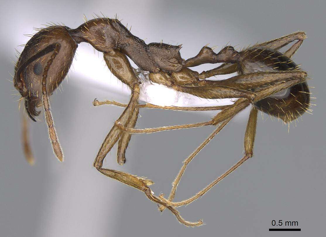 Image of Aphaenogaster ovaticeps (Emery 1898)