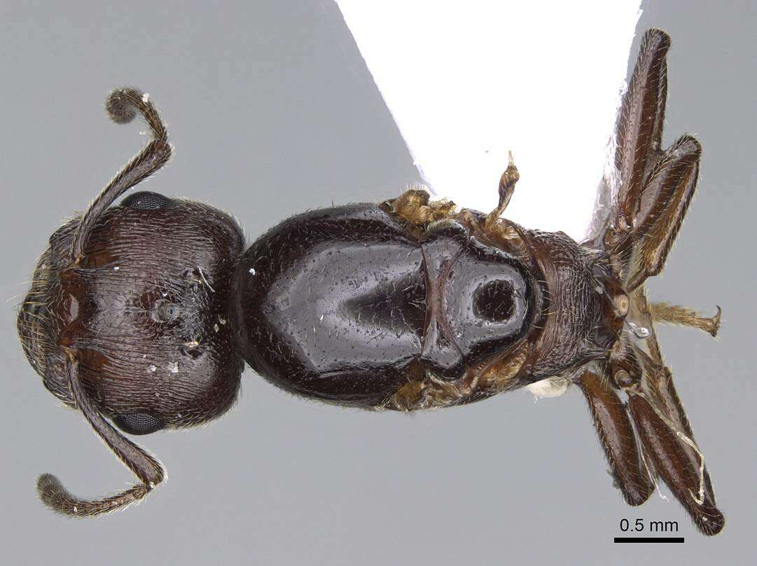 Image of Crematogaster ionia Forel 1911