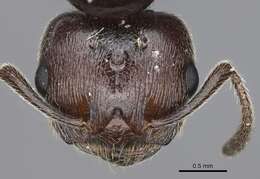 Image of Crematogaster ionia Forel 1911