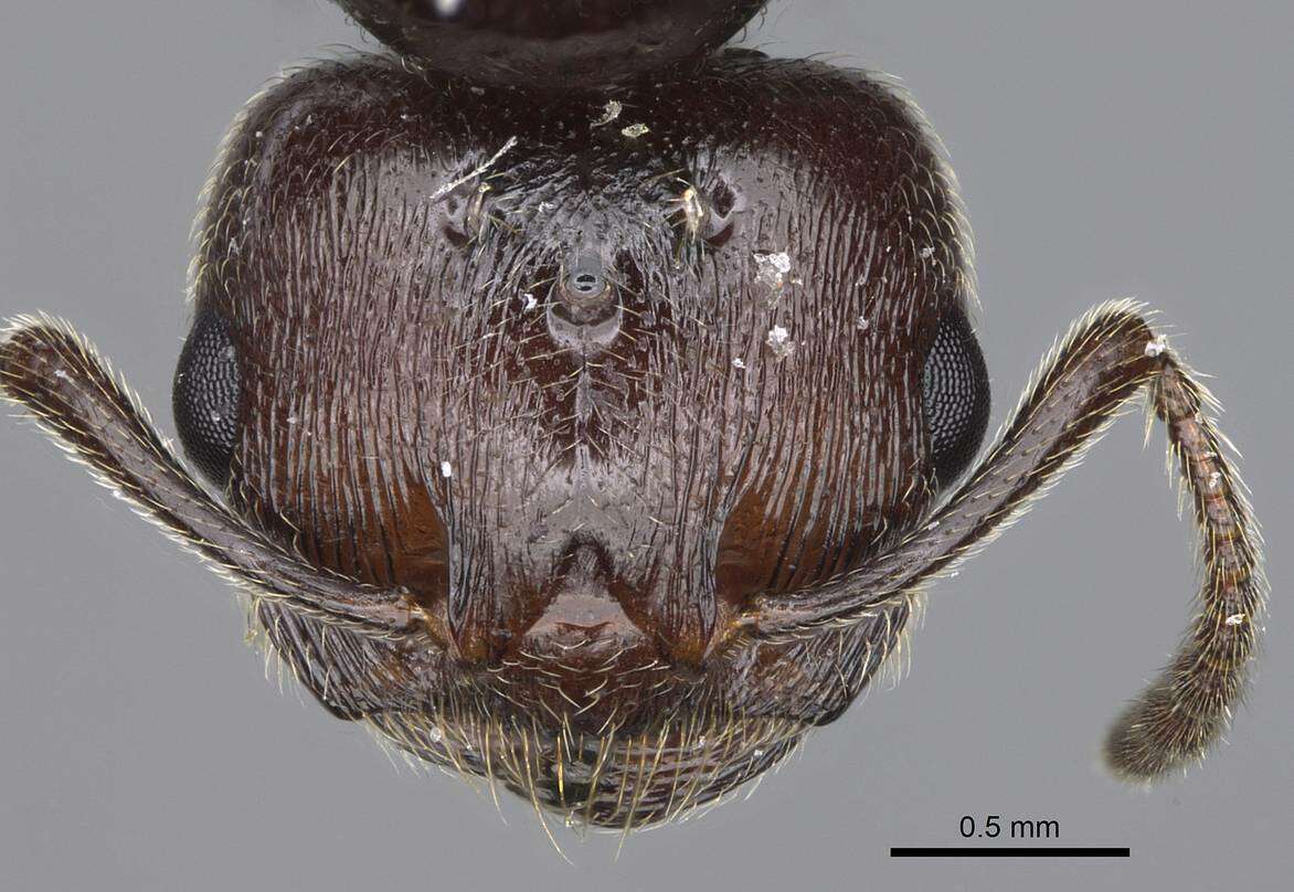 Image of Crematogaster ionia Forel 1911