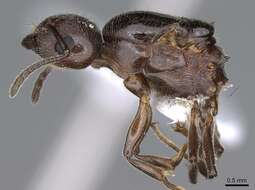 Image of Crematogaster ionia Forel 1911