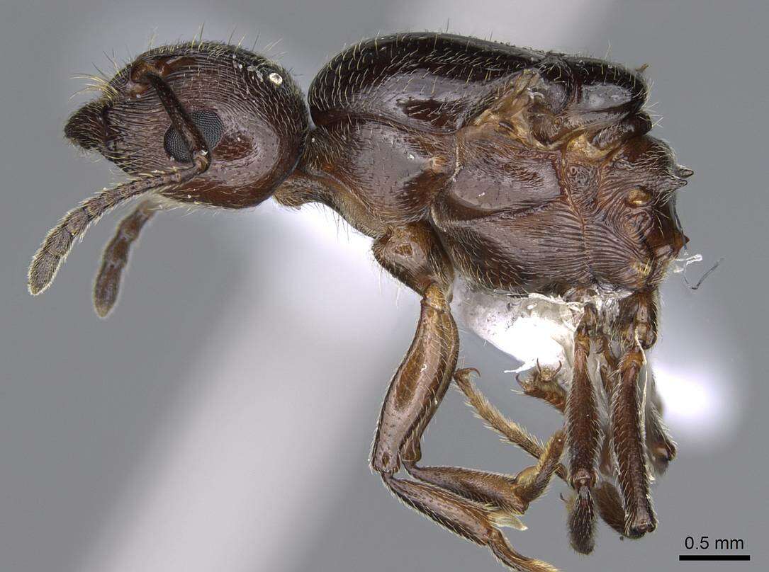 Image of Crematogaster ionia Forel 1911